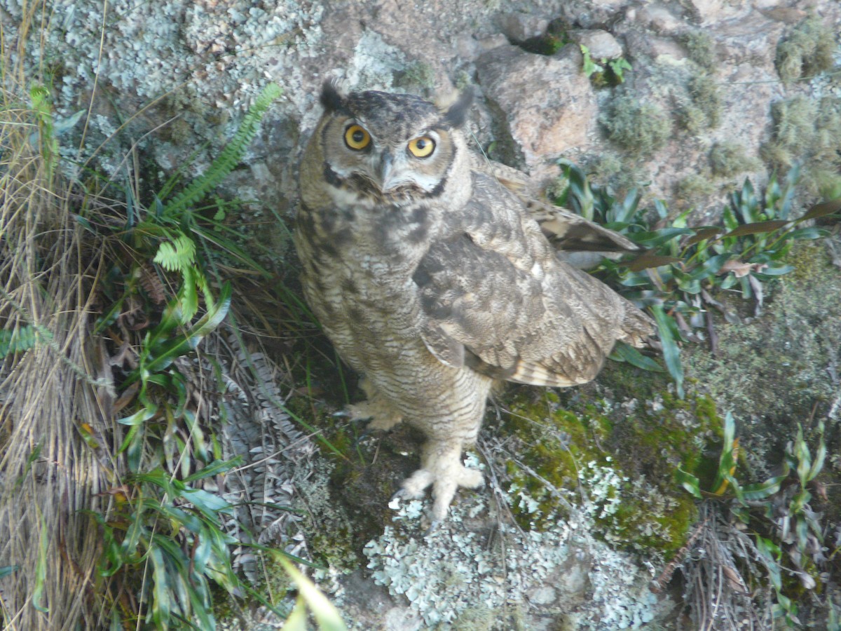 Lesser Horned Owl - Agustín Zarco