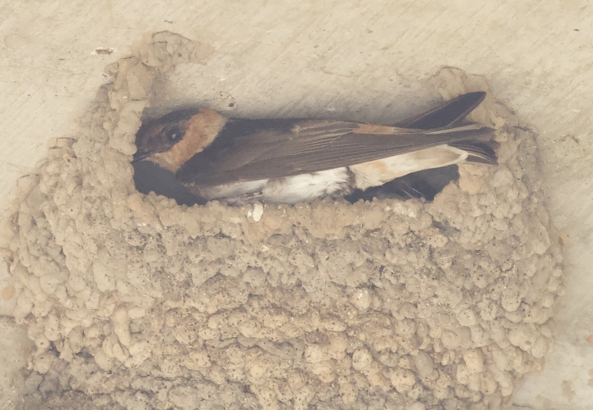 Cave Swallow - ML229270871