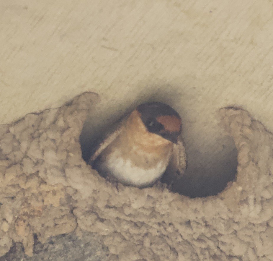 Cave Swallow - ML229270891