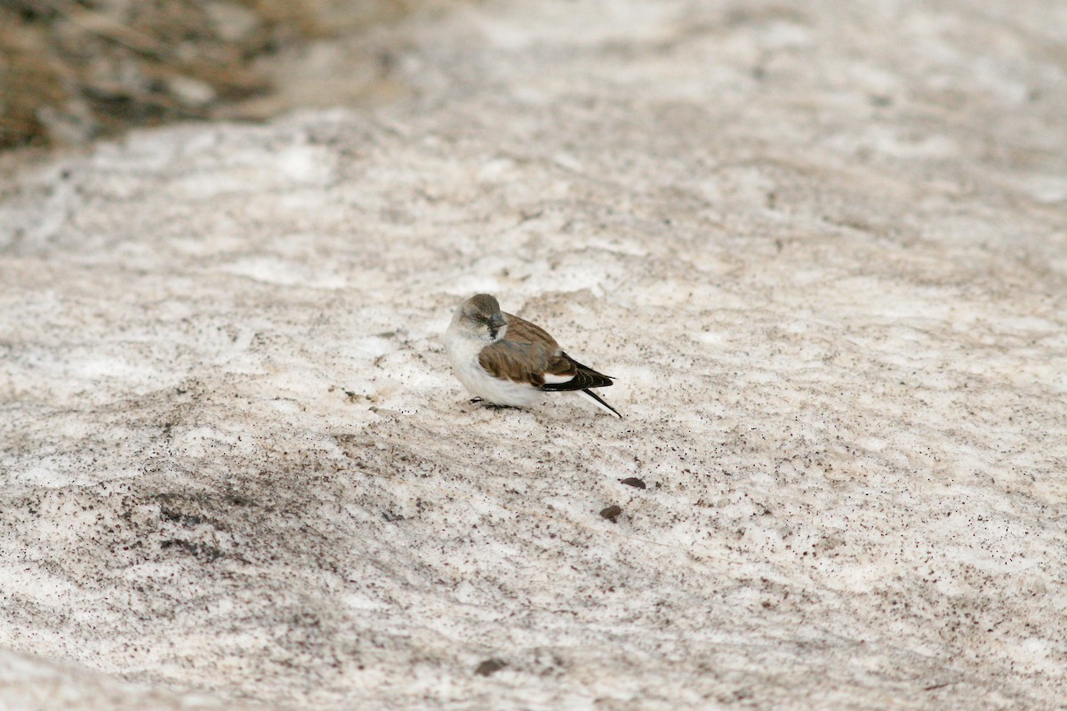 White-winged Snowfinch - ML229273931