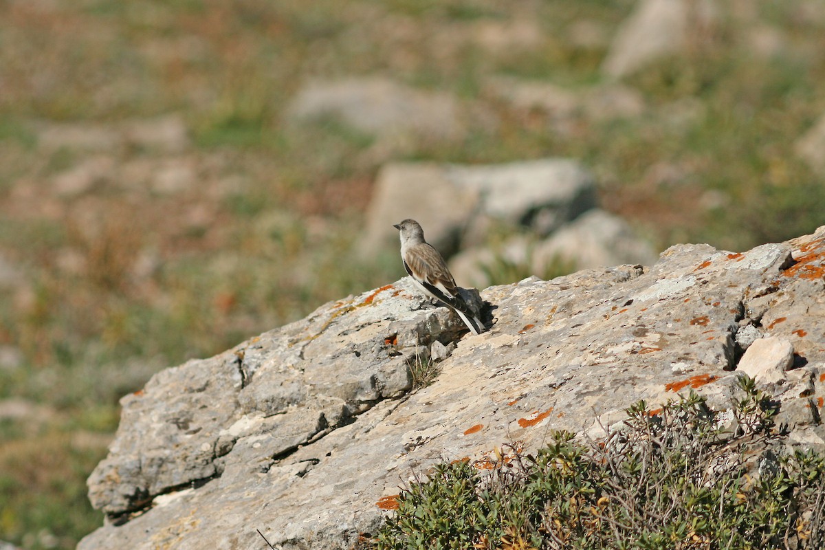 White-winged Snowfinch - ML229273951