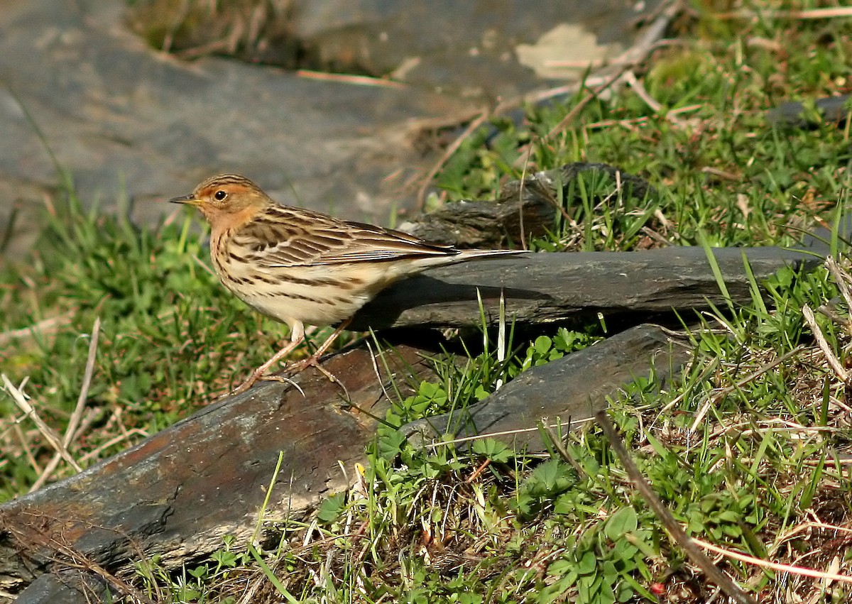 Red-throated Pipit - Ray Scally