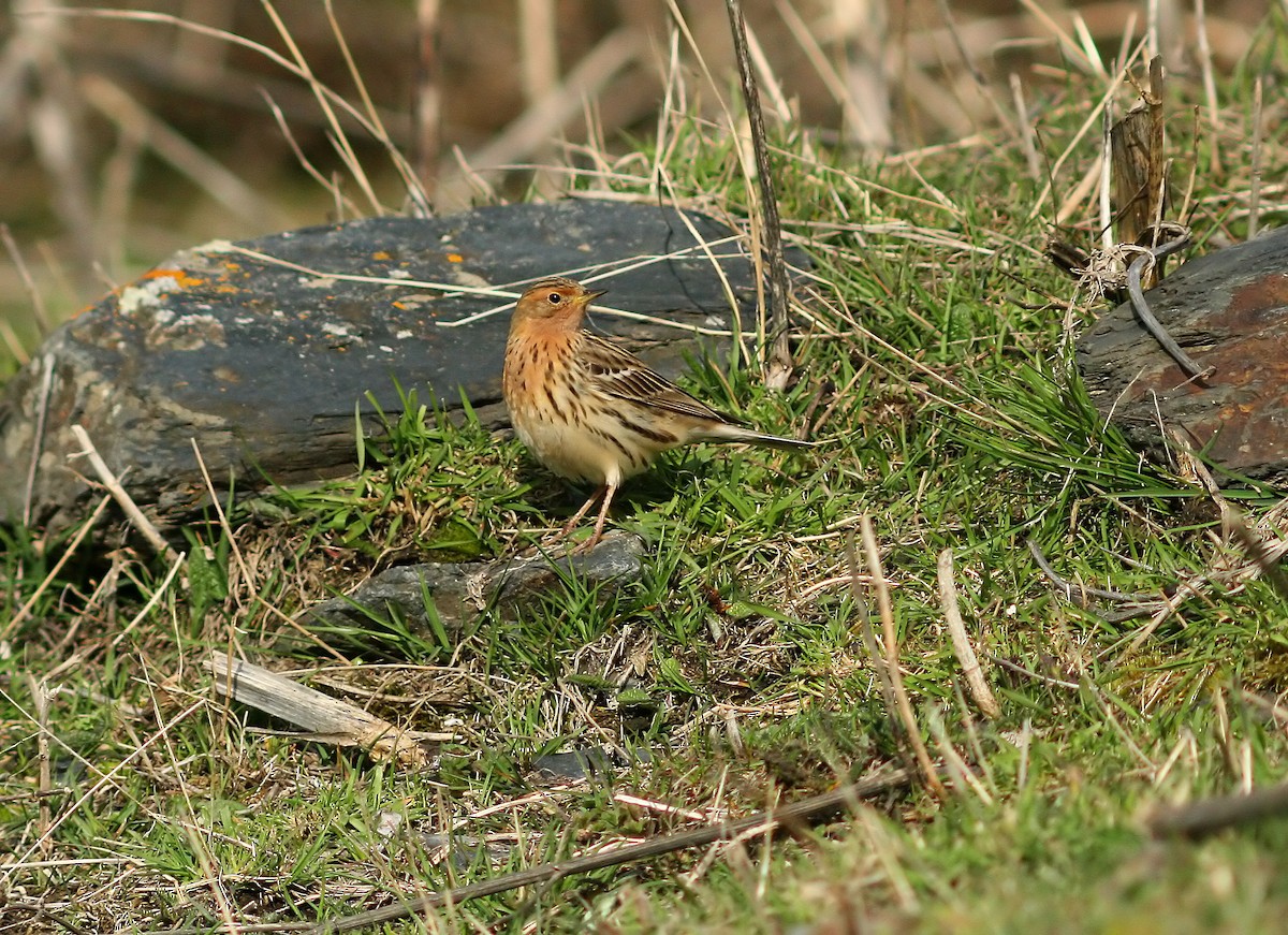 Red-throated Pipit - ML229274741