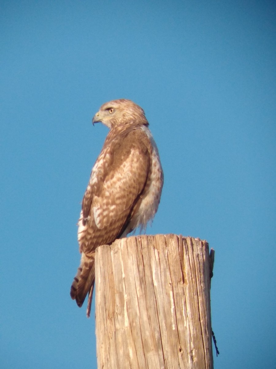 Red-tailed Hawk - ML229283951