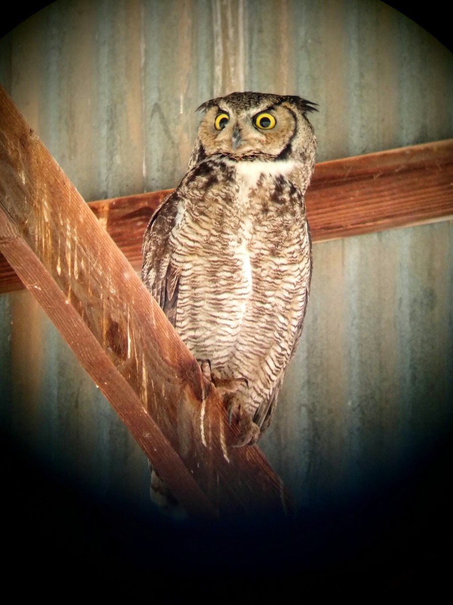 Great Horned Owl - ML229284131
