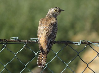 Common Cuckoo, ML229284781