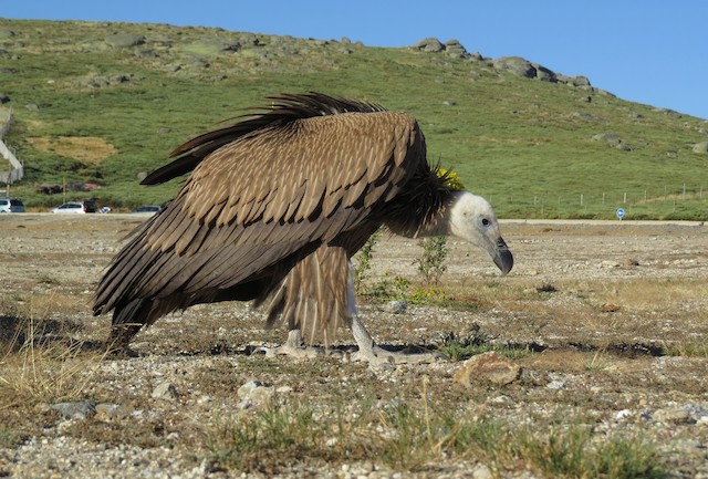 Juvenile Eurasian Griffon (subspecies <em class="SciName notranslate">fulvus</em>). - Eurasian Griffon - 