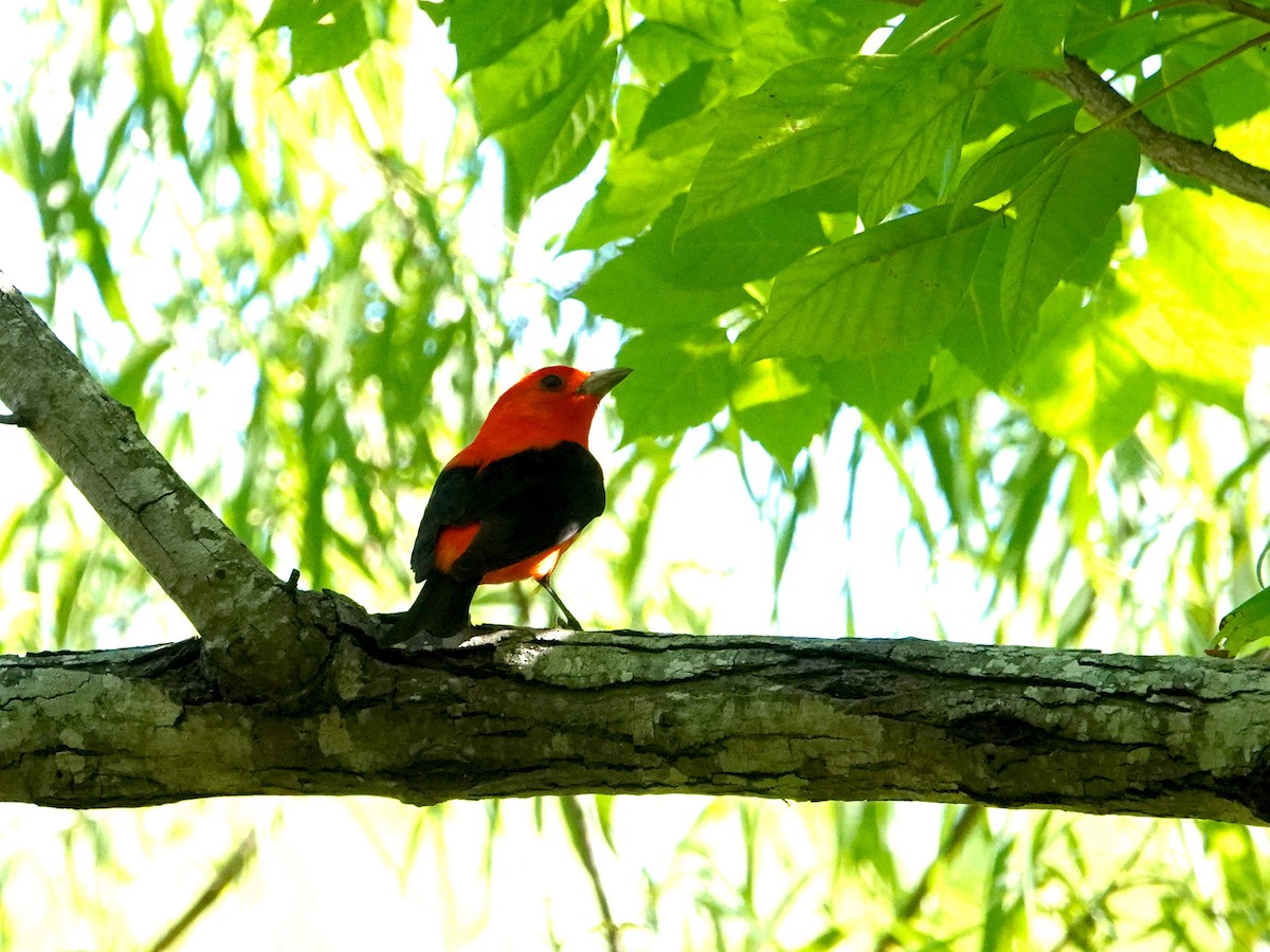 Scarlet Tanager - Mark Terry