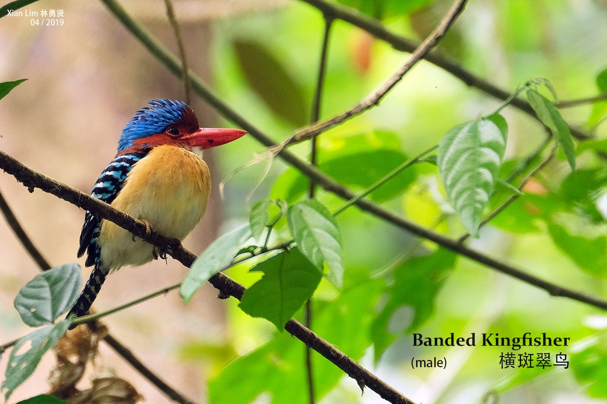 Banded Kingfisher - Lim Ying Hien