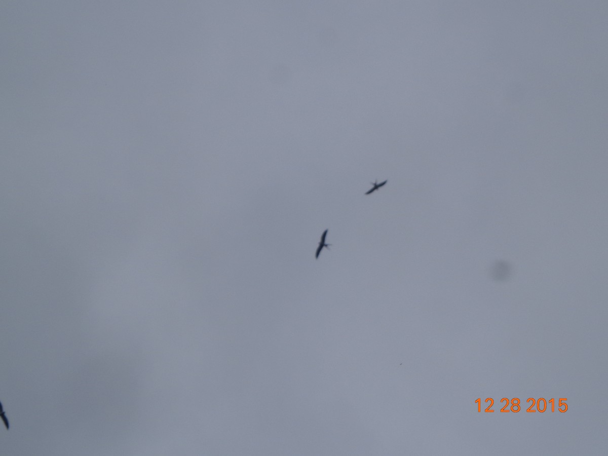 Swallow-tailed Kite - María Yánez