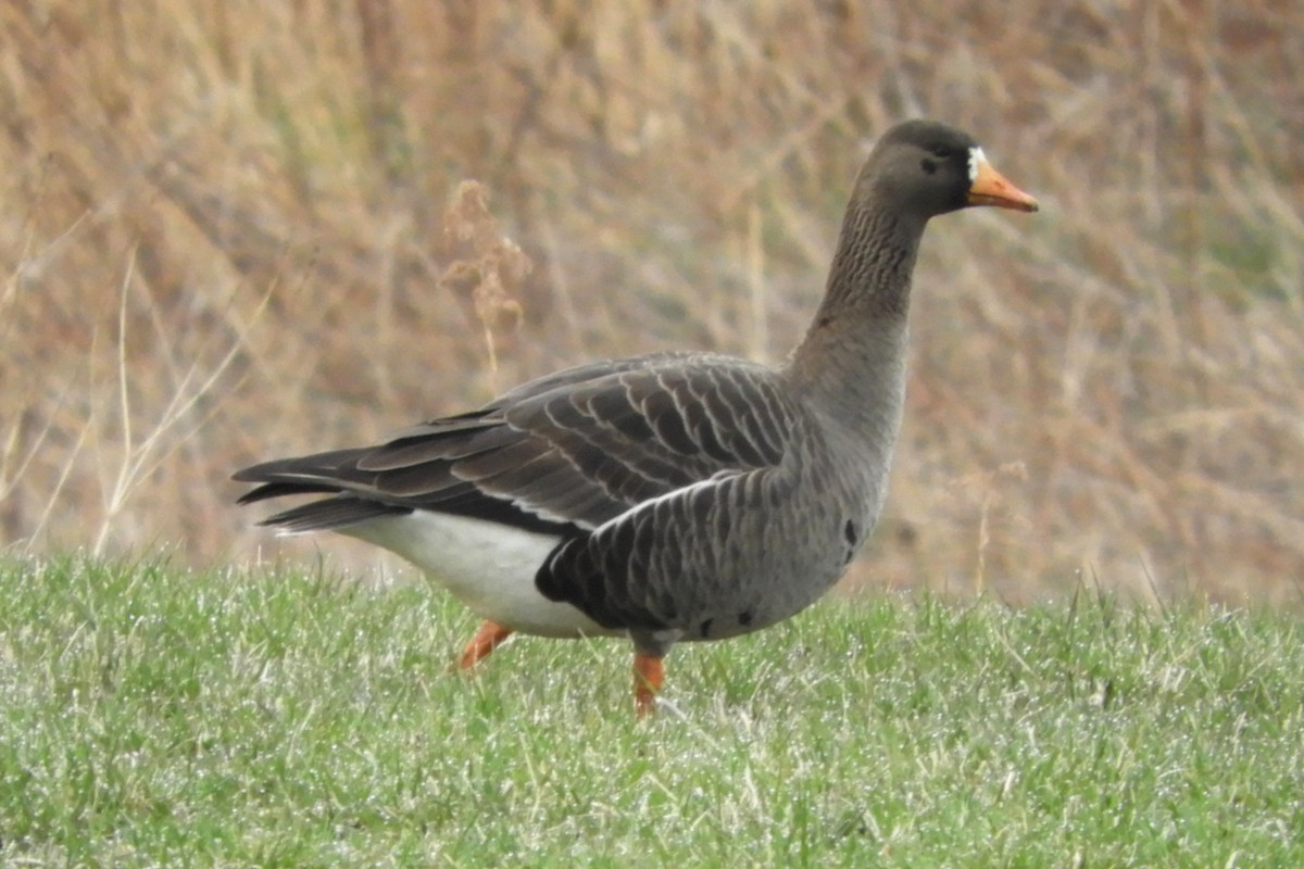 Greater White-fronted Goose - ML229292251