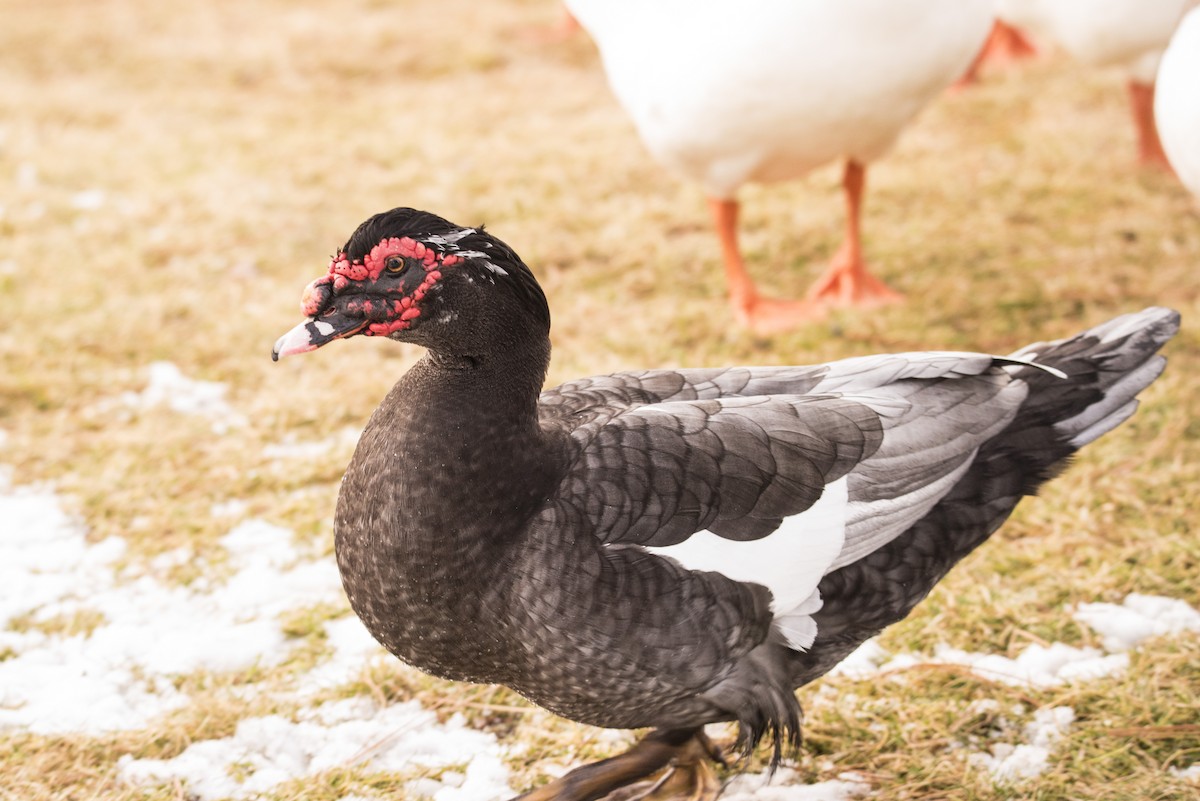 Muscovy Duck (Domestic type) - Lydia Ripplinger