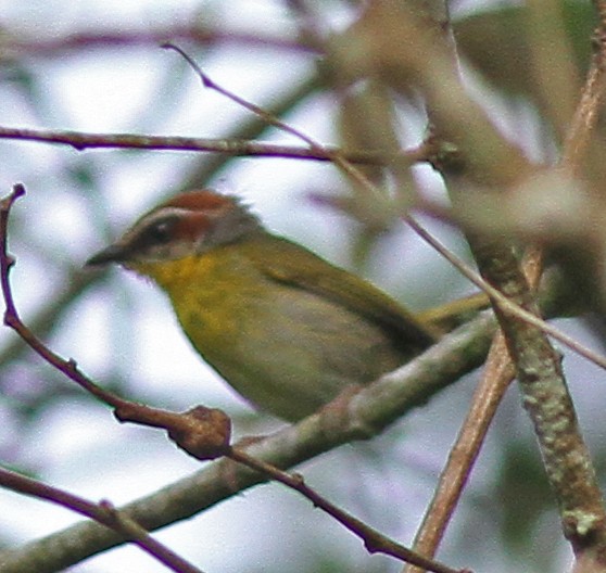 Rufous-capped Warbler - ML22929331