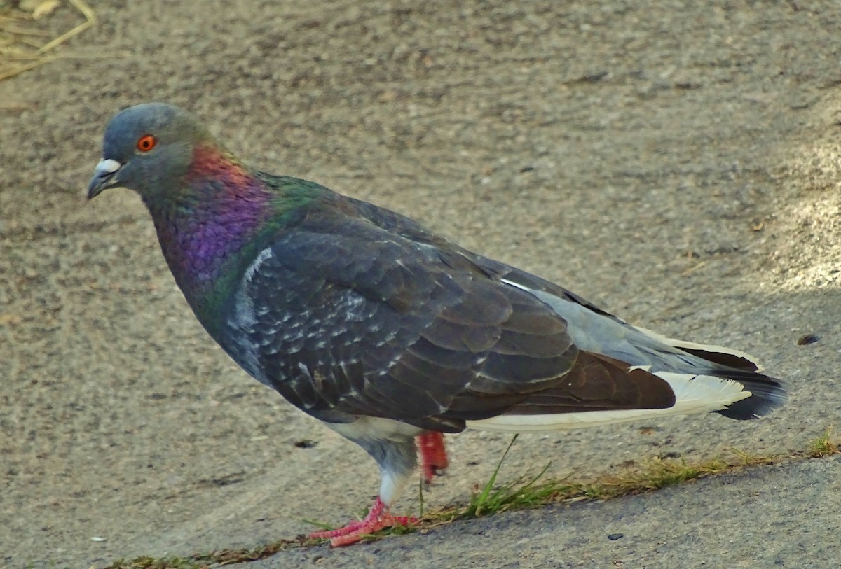 Rock Pigeon (Feral Pigeon) - ML22929431
