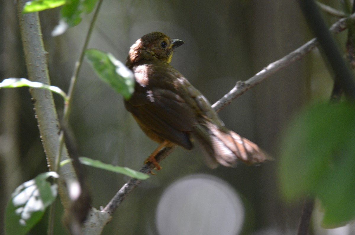 Red-throated Ant-Tanager (Salvin's) - ML229297531