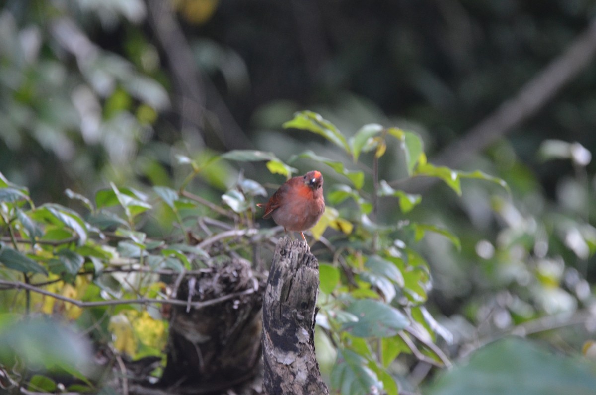 Red-throated Ant-Tanager (Salvin's) - ML229297541