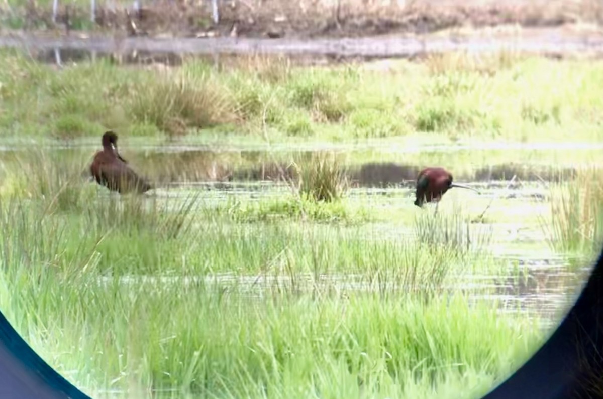 eBird Checklist 1 May 2020 Bolton Flats WMABolton 28 species