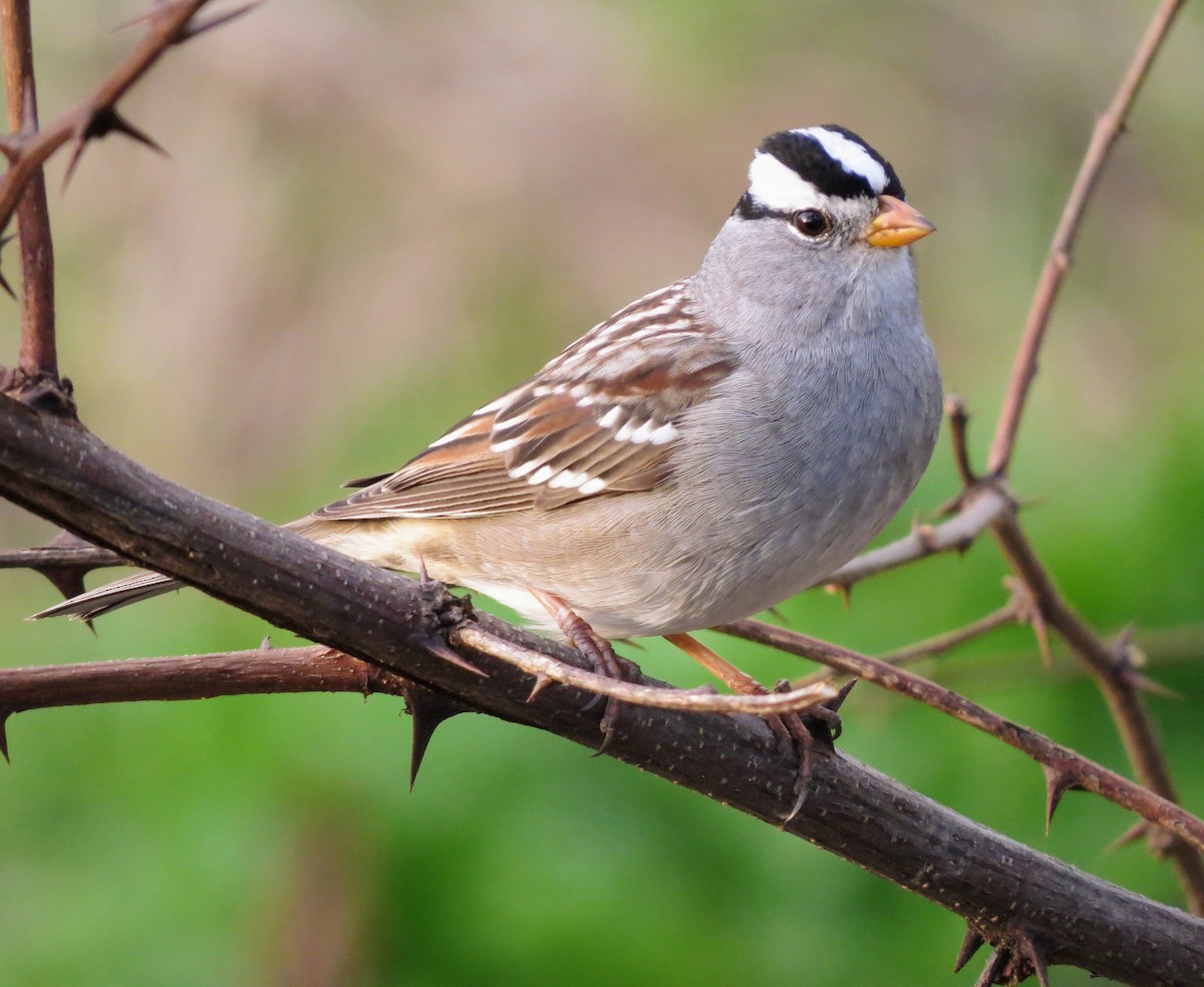 White-crowned Sparrow - ML229299081