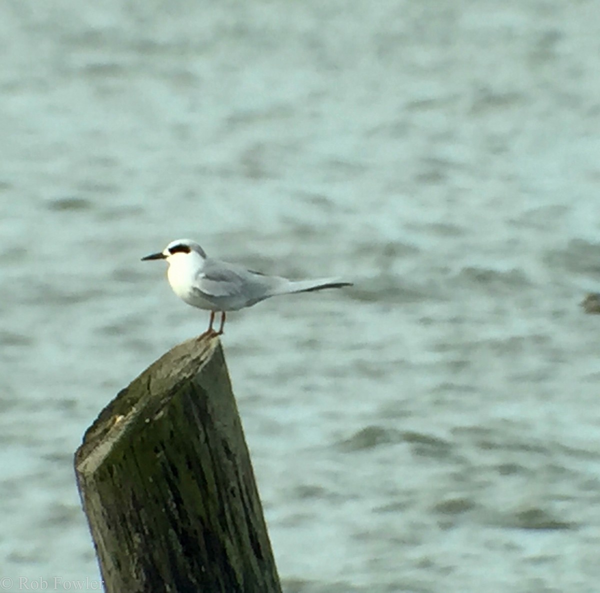 Forster's Tern - Rob Fowler