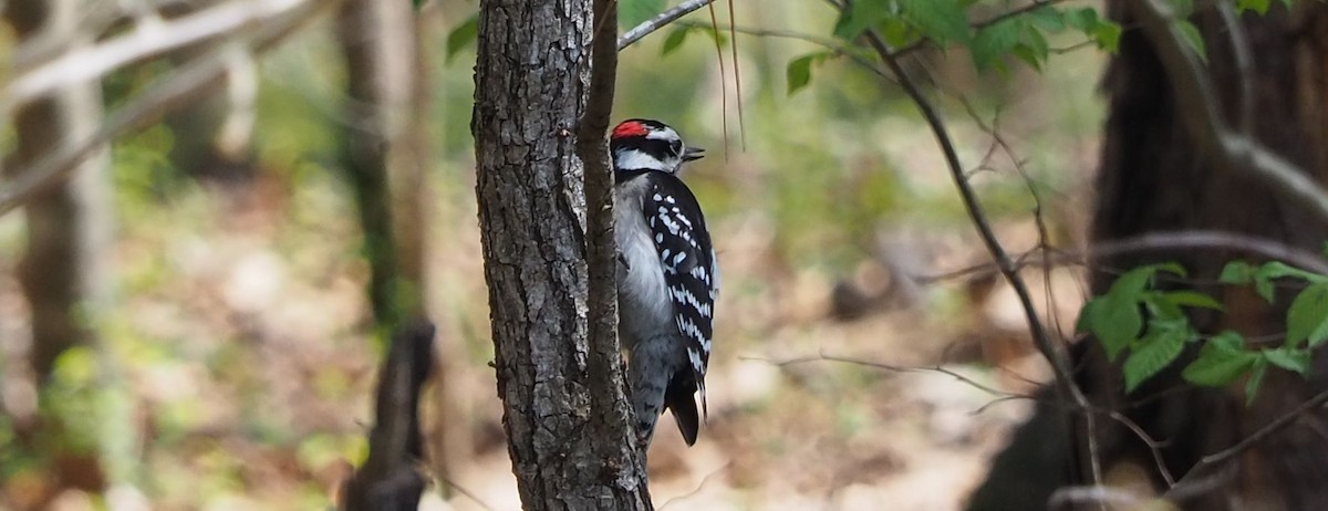 Downy Woodpecker - ML229301121