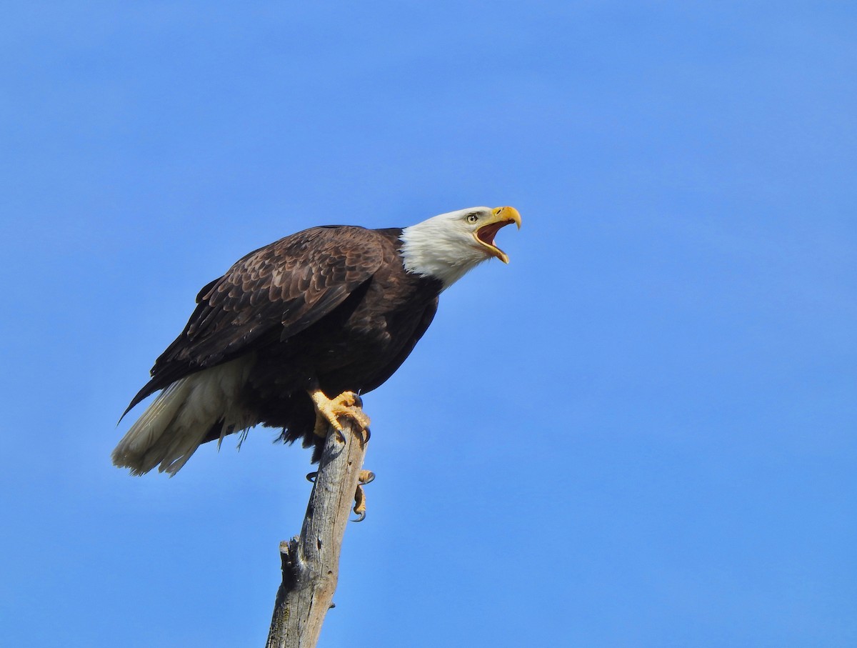 Bald Eagle - Kalin Ocaña
