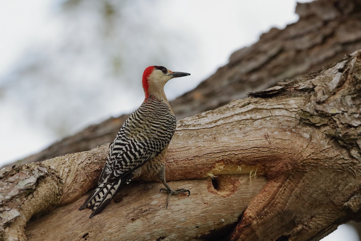 West Indian Woodpecker - ML229303311