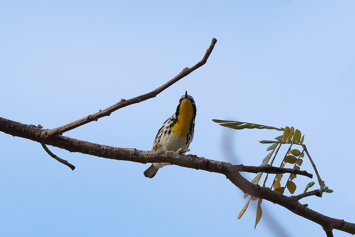 Yellow-throated Warbler - ML229303361