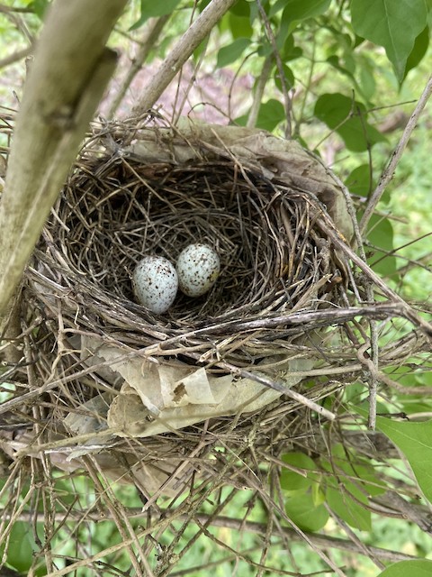 Northern Cardinal nest with eggs. - Northern Cardinal - 