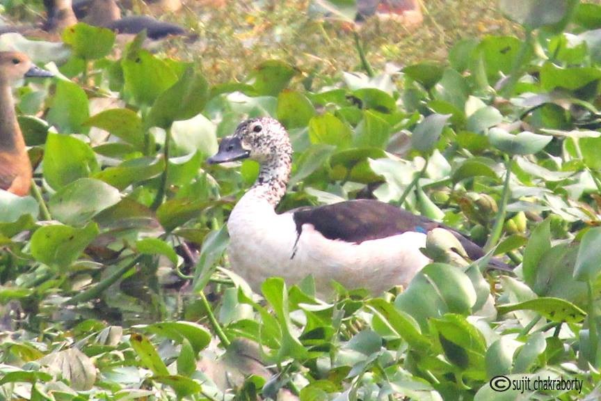 Knob-billed Duck - Biswanath Mondal