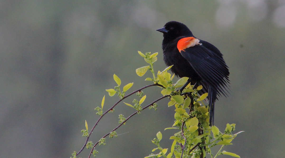 Red-winged Blackbird (Red-winged) - ML229312571