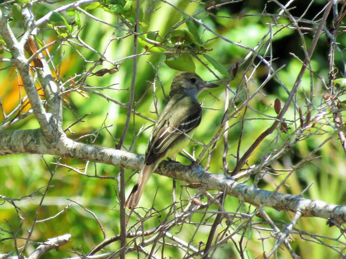 Great Crested Flycatcher - ML229320501