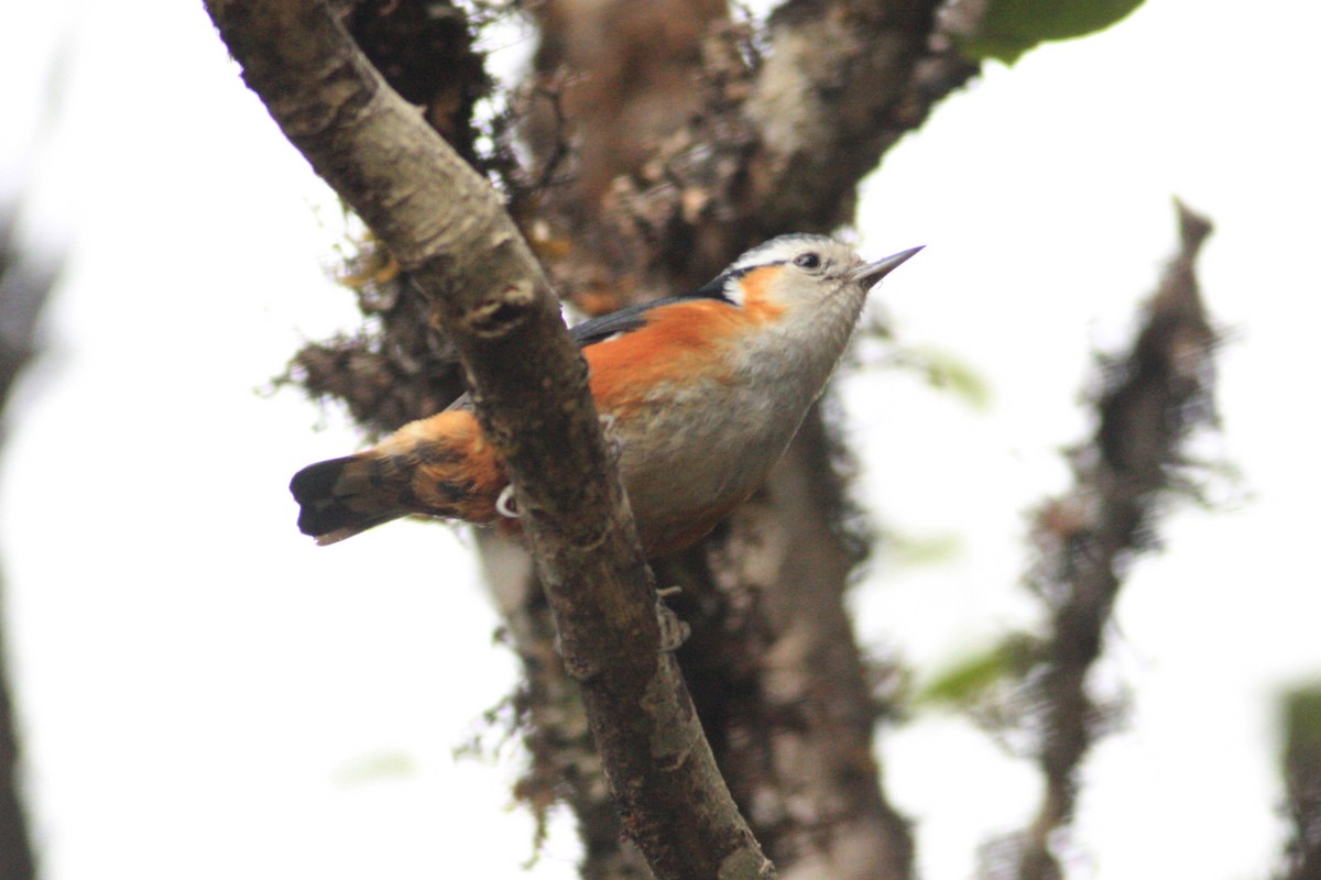 White-browed Nuthatch - ML229325621