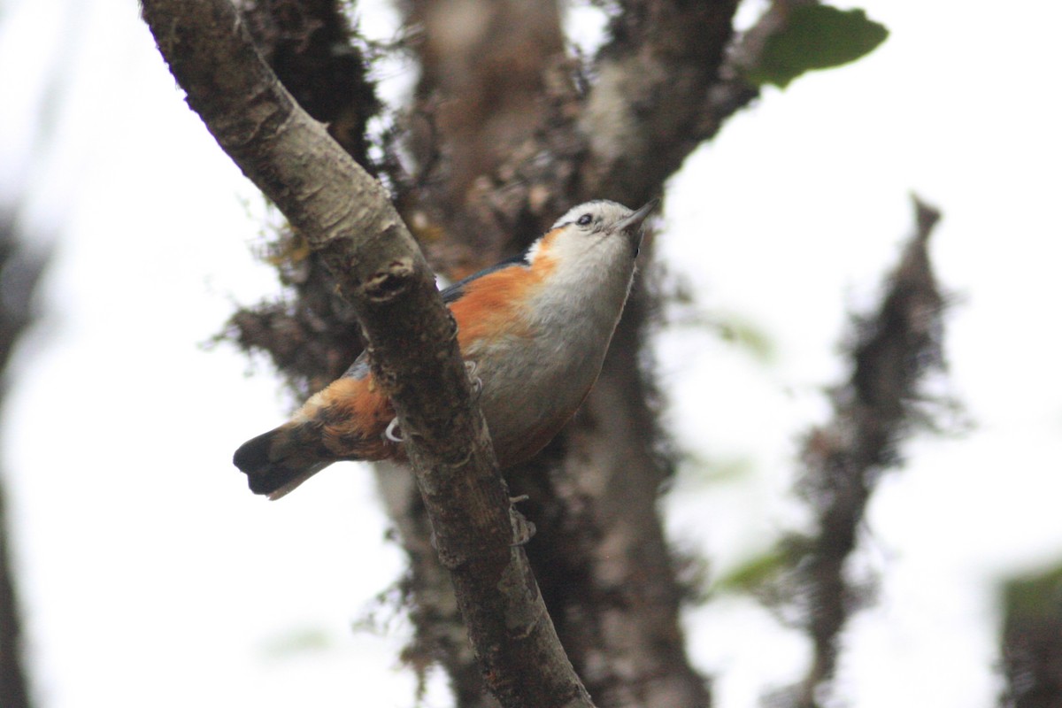 White-browed Nuthatch - ML229325671