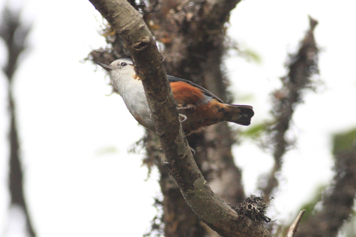 White-browed Nuthatch - ML229325681