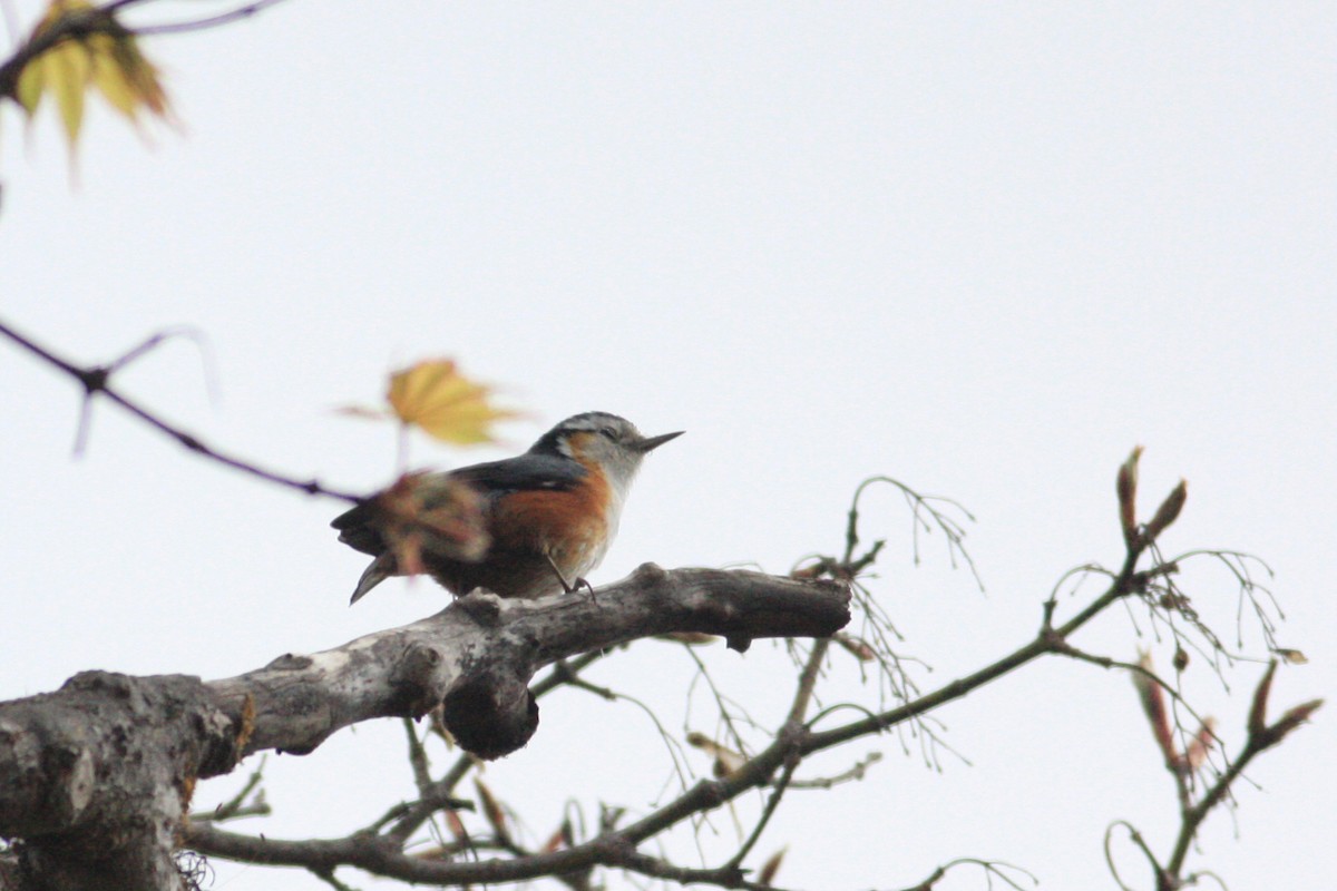 White-browed Nuthatch - ML229325691