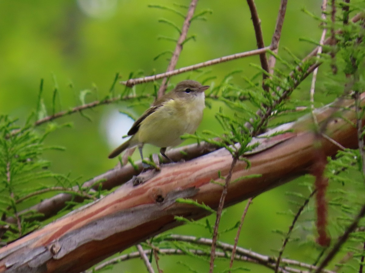 EBird Checklist 28 Apr 2020 Virginia Tech Vet School Pond 17 Species