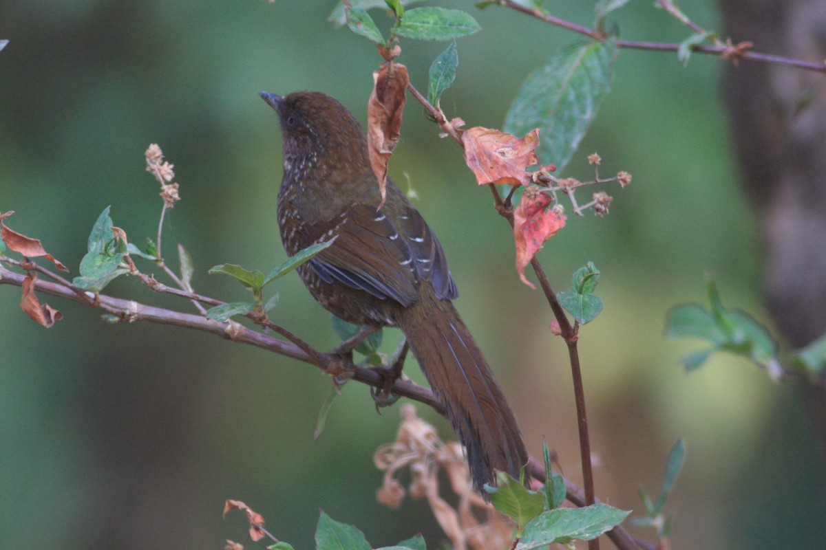 Brown-capped Laughingthrush - ML229326371