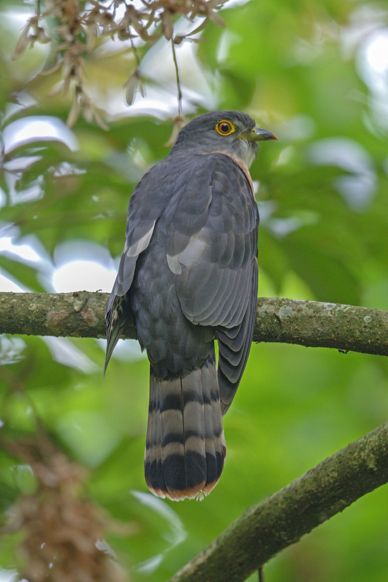 Hodgson's Hawk-Cuckoo - Yash Kothiala