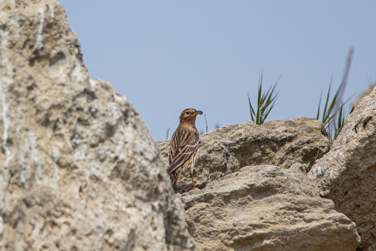 Red-throated Pipit - ML229332011