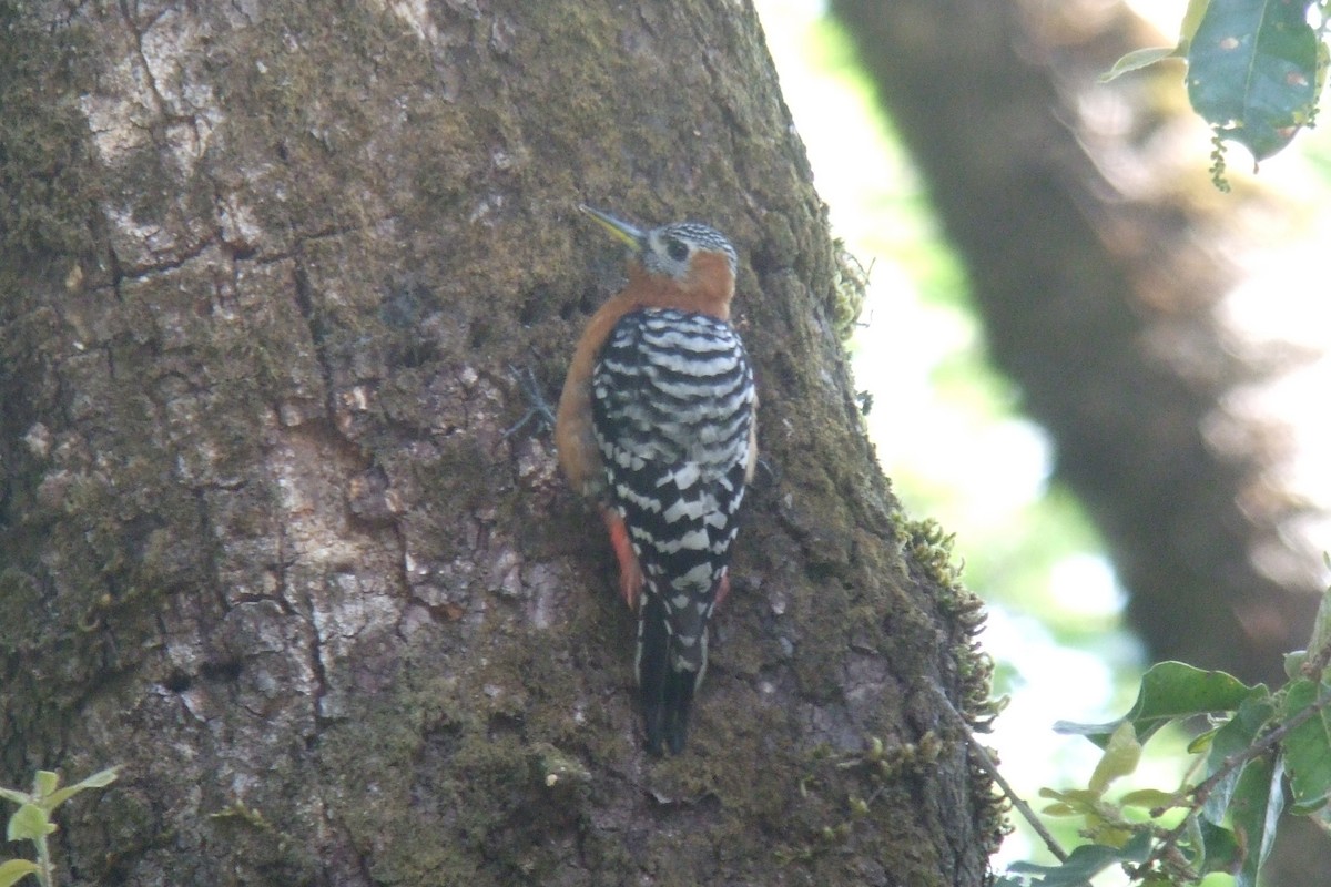 Rufous-bellied Woodpecker - ML229332401