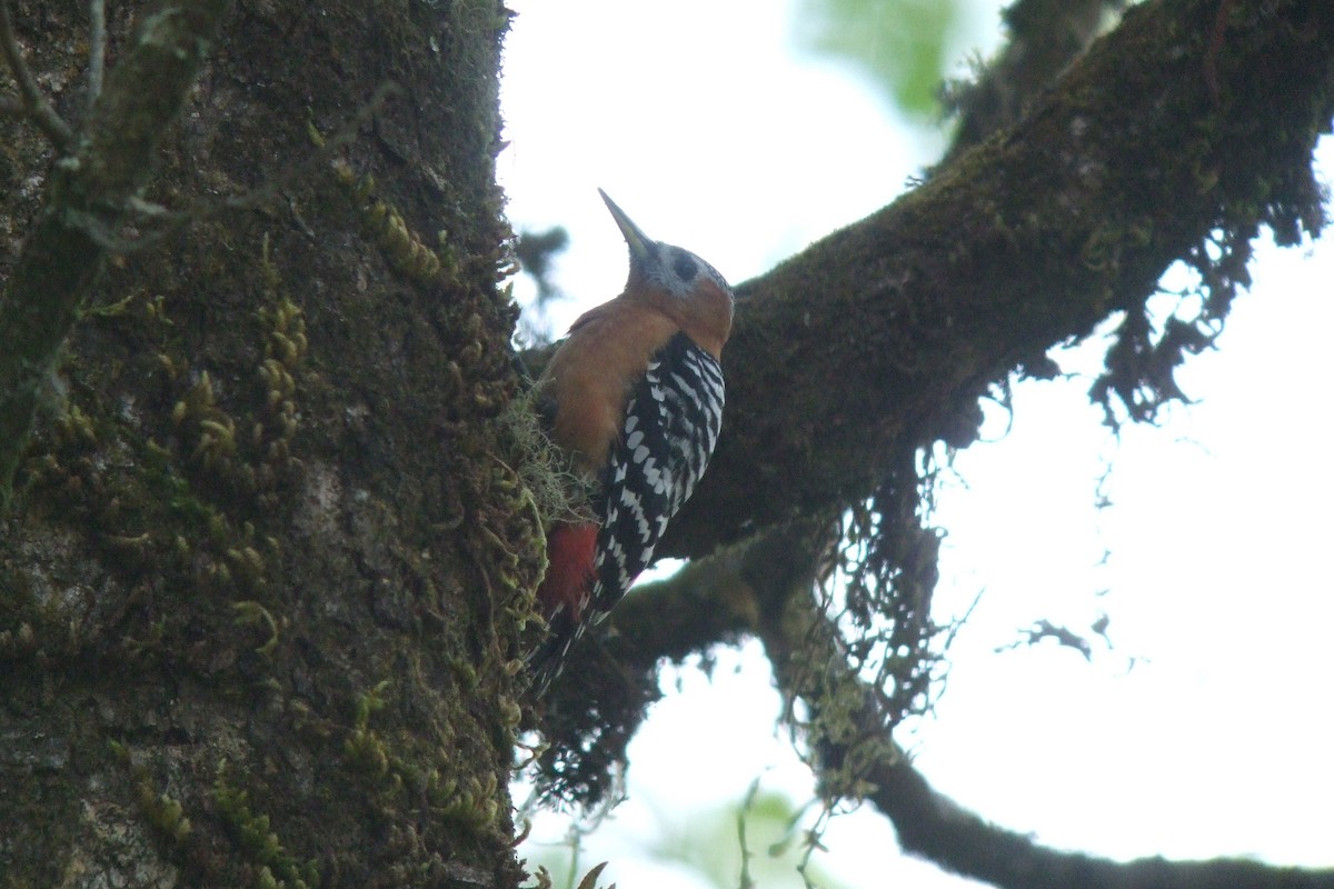 Rufous-bellied Woodpecker - ML229332471