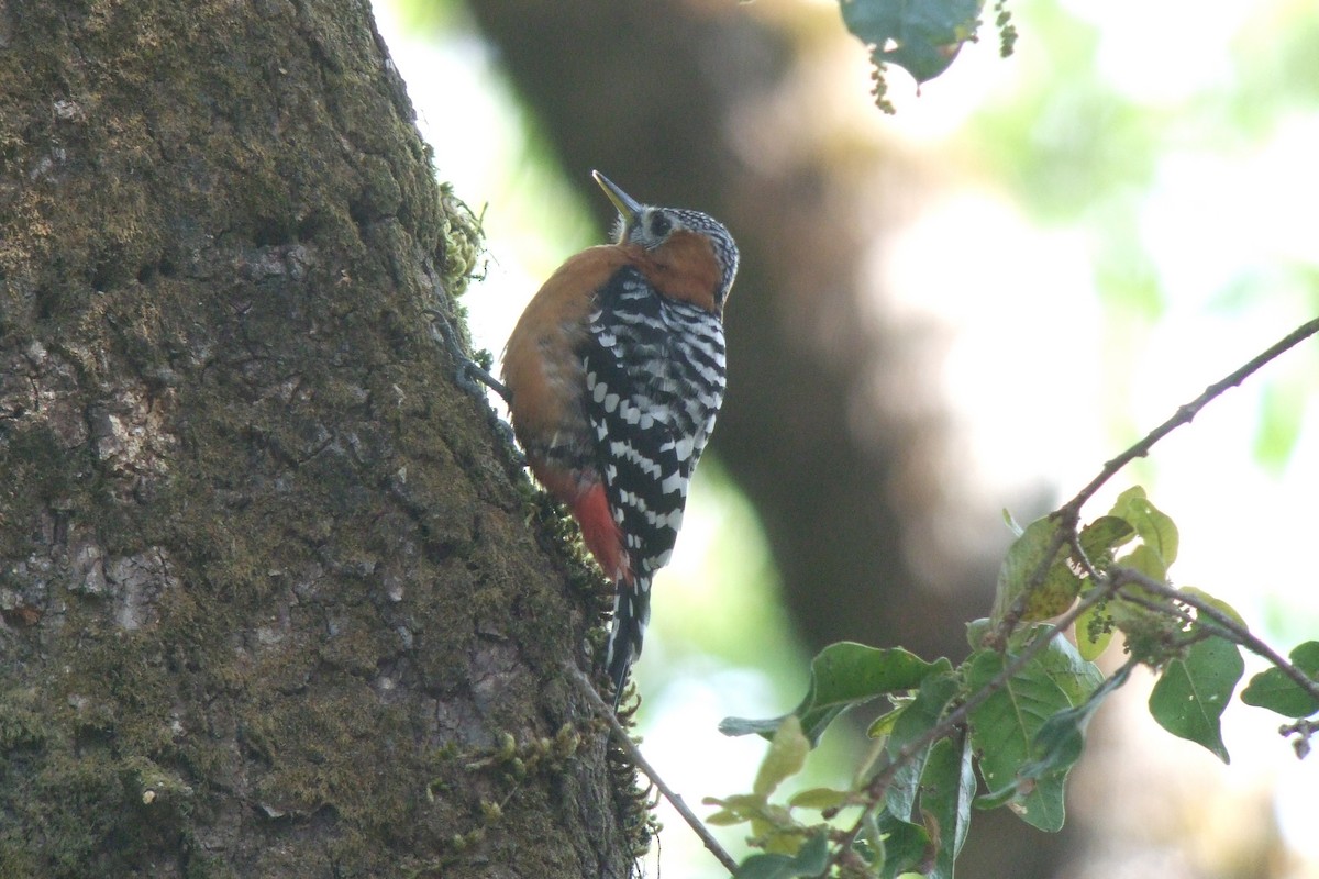 Rufous-bellied Woodpecker - Oscar Campbell