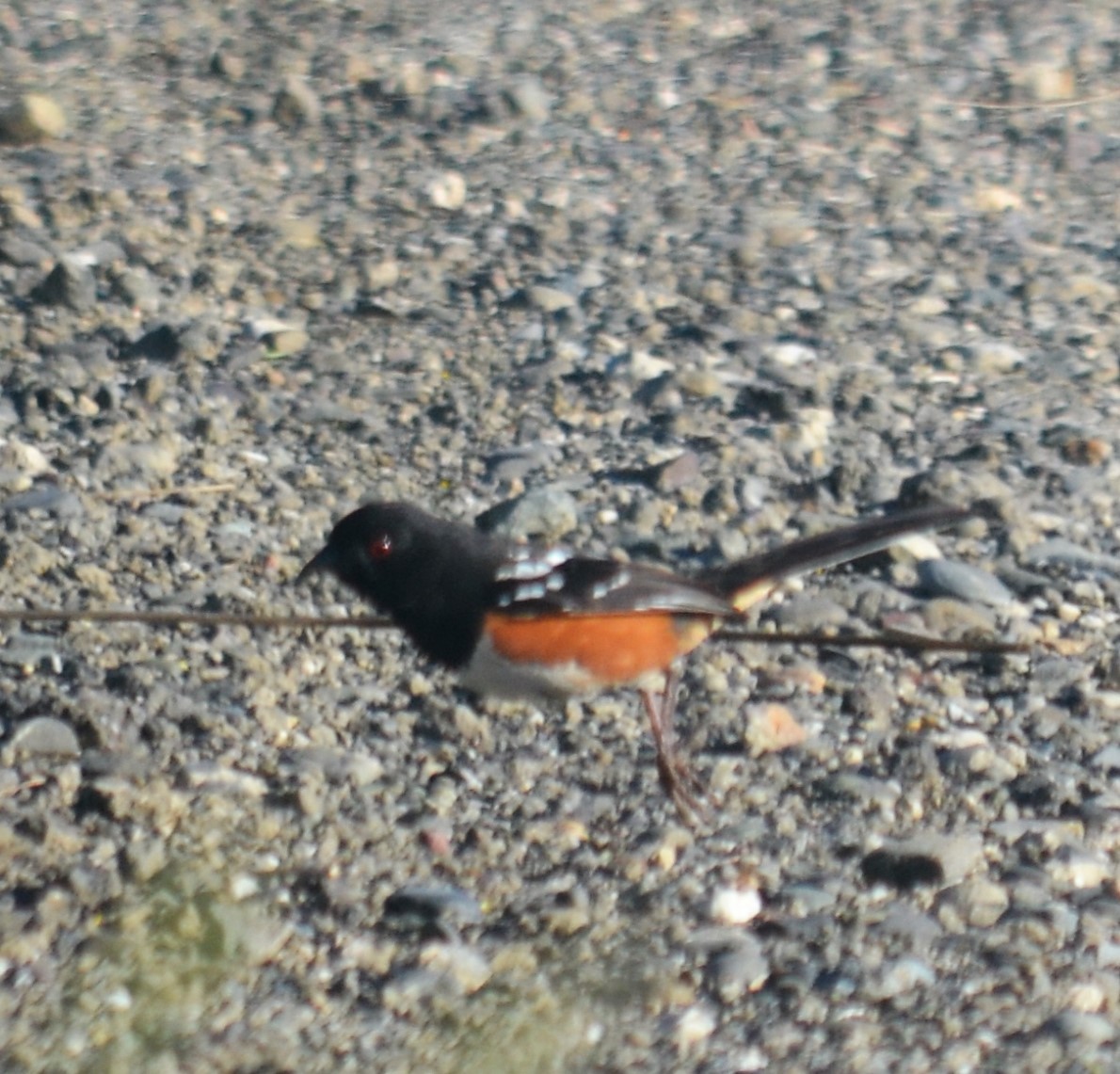 Spotted Towhee - ML229336001