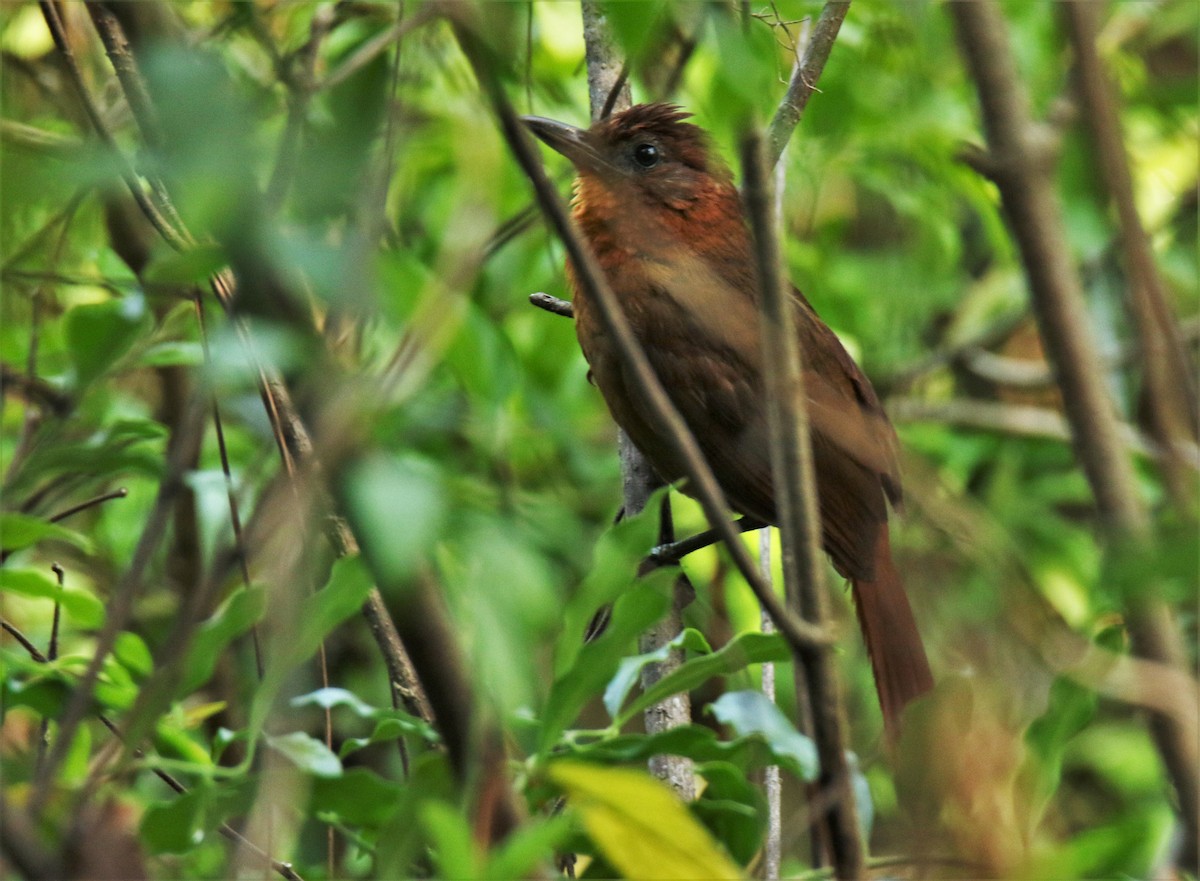 Ruddy Foliage-gleaner (Rusty) - Josue  de León Lux (Birding Guide) josuedeleonlux@gmail.com +502 3068 8988