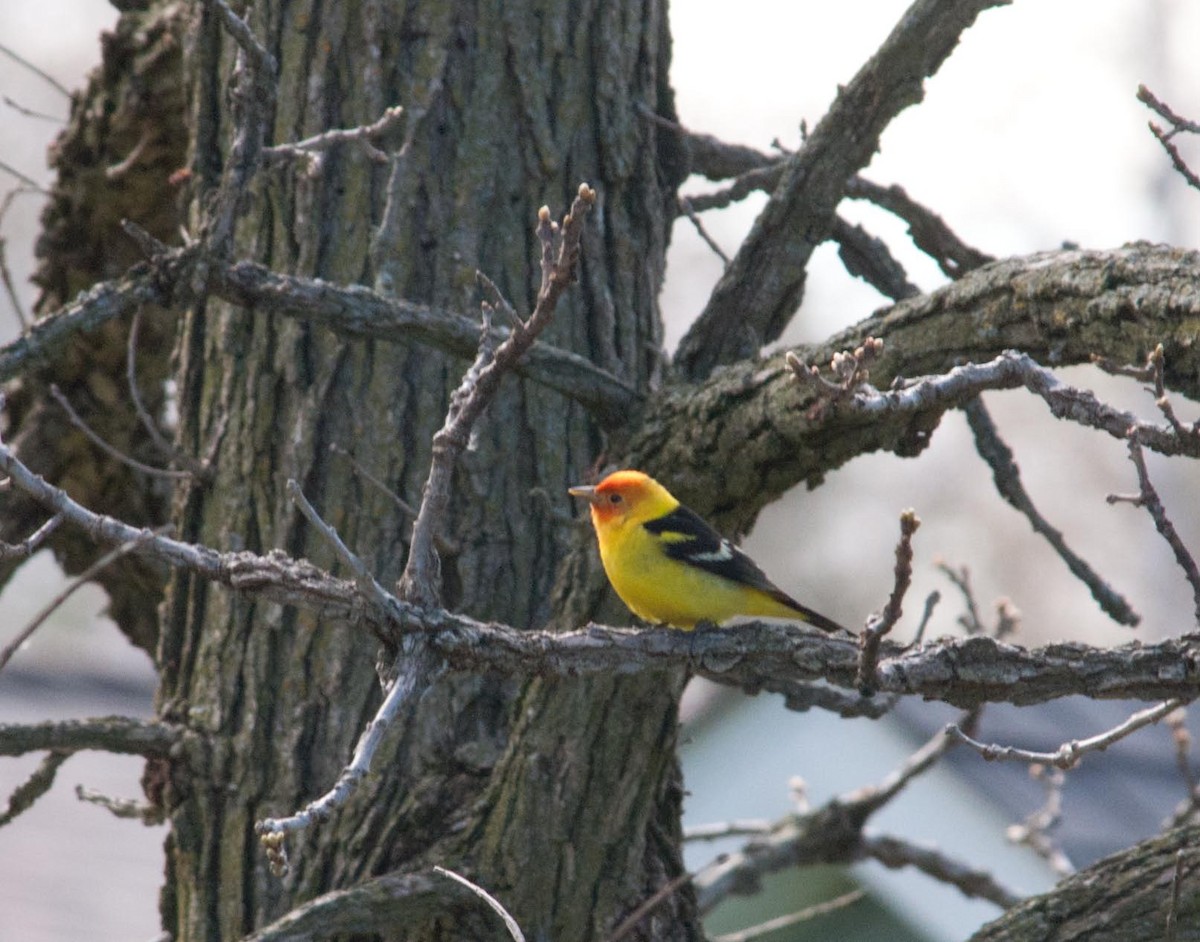 Western Tanager - Jeff  Bahls