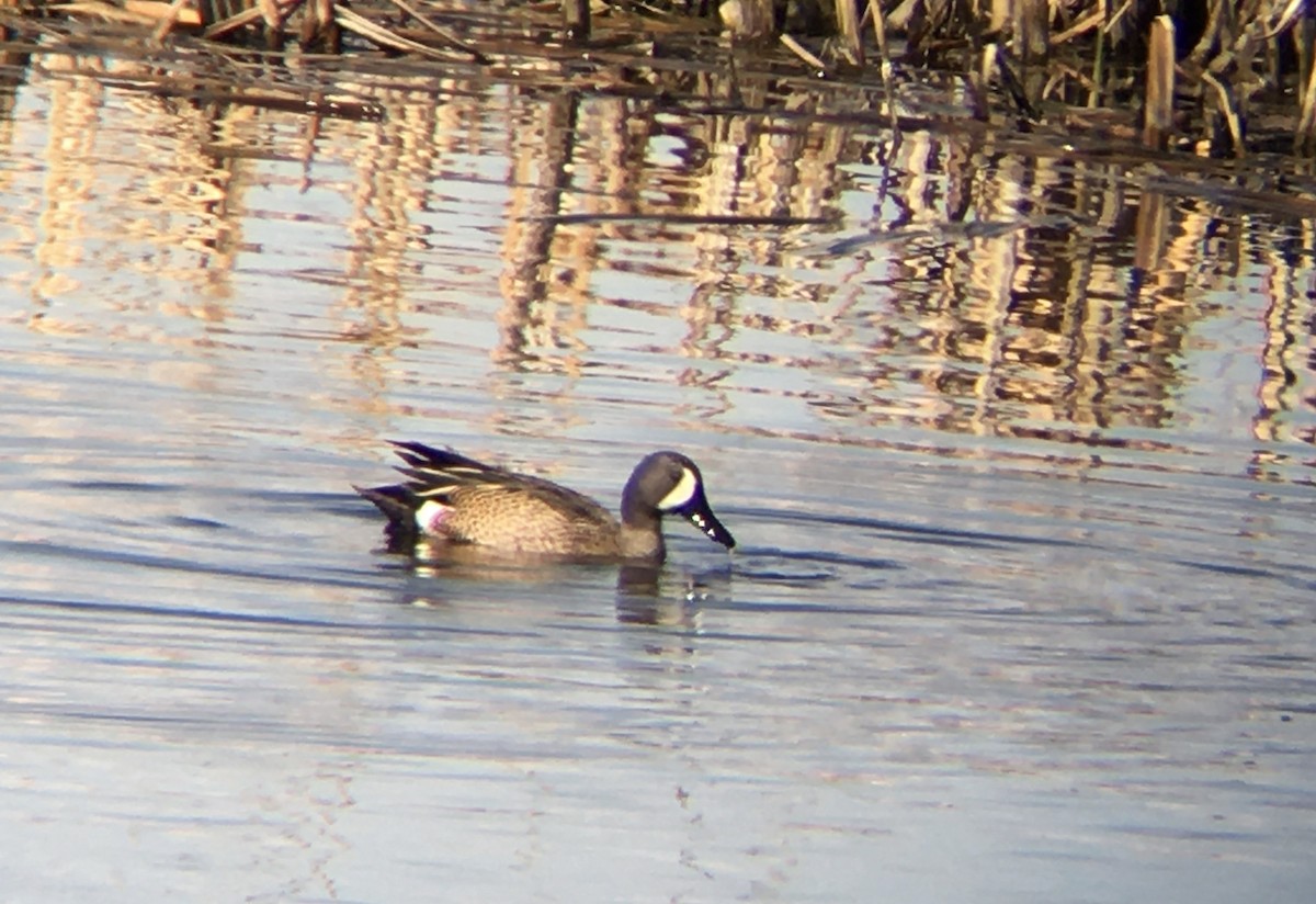 Blue-winged Teal - ML229341681