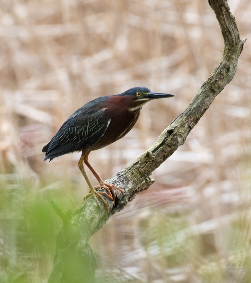 Maryland-DC Breeding Bird Atlas Checklist - 1 May 2020 - Mullins Park ...