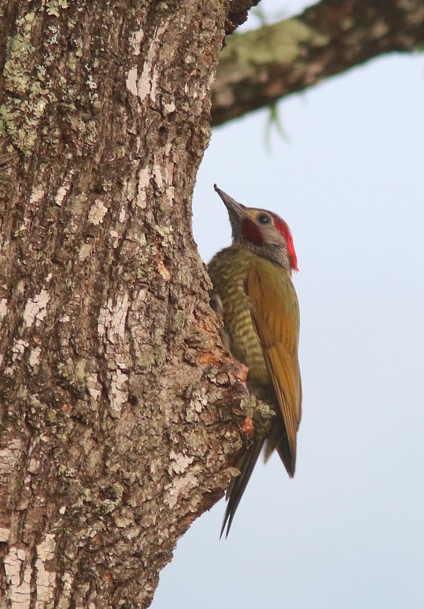 Golden-olive Woodpecker - Jorge Montejo