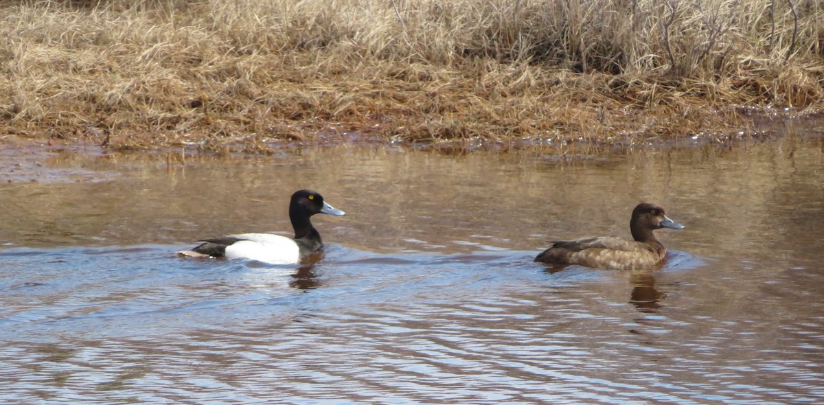 Greater Scaup - ML229356141