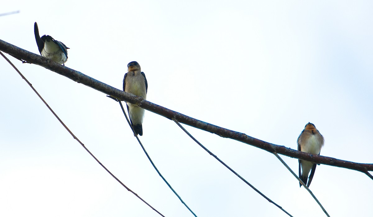 Southern Rough-winged Swallow - ML22935631